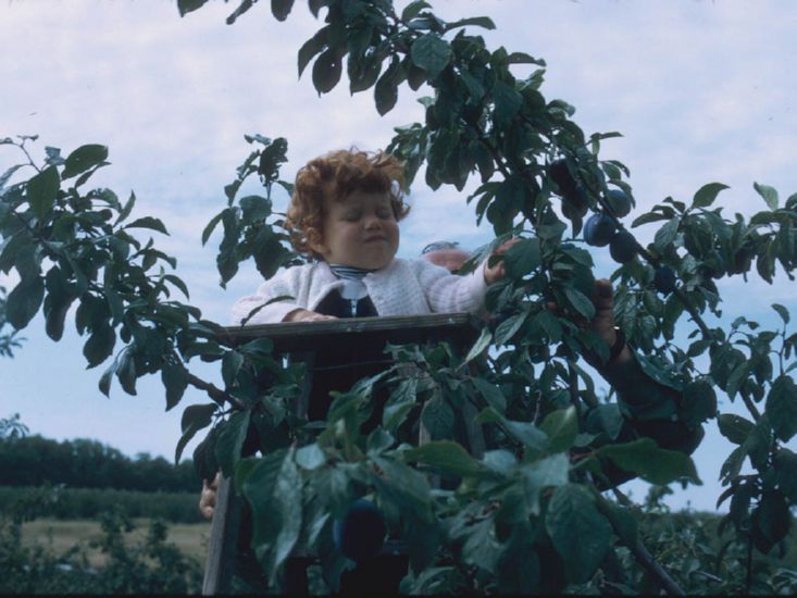  picking apples